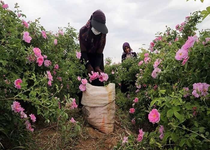 قطف الورود لاستخلاص ماء الورد في كاشان