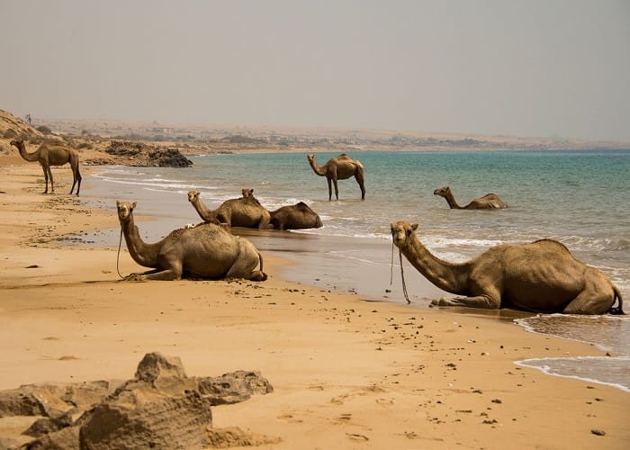 الجمال تستمتع بوقتها في جزيرة قشم!